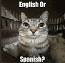 English or Spanish cat meme