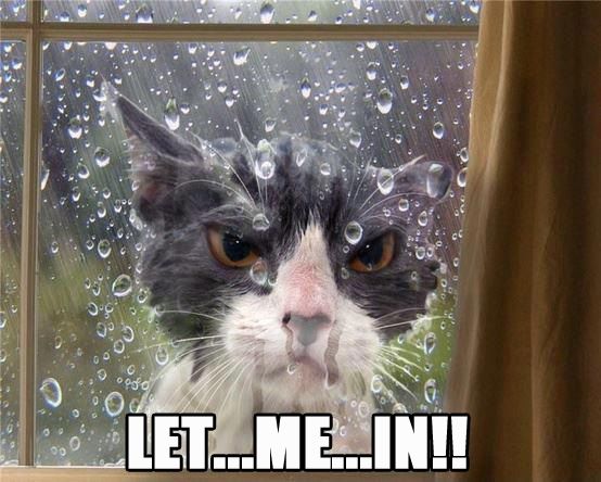 Let me in cat meme