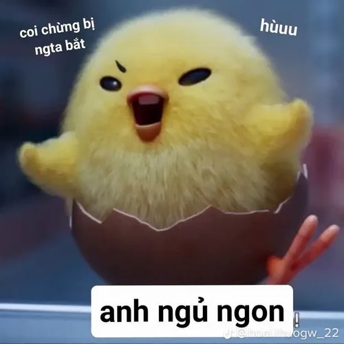 Gà meme chúc ngủ ngon