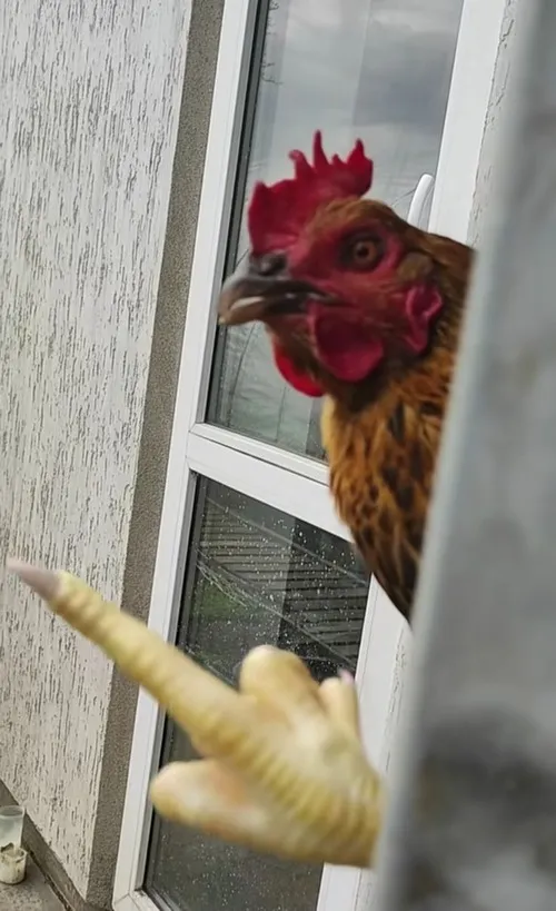 Gà meme chế ảnh