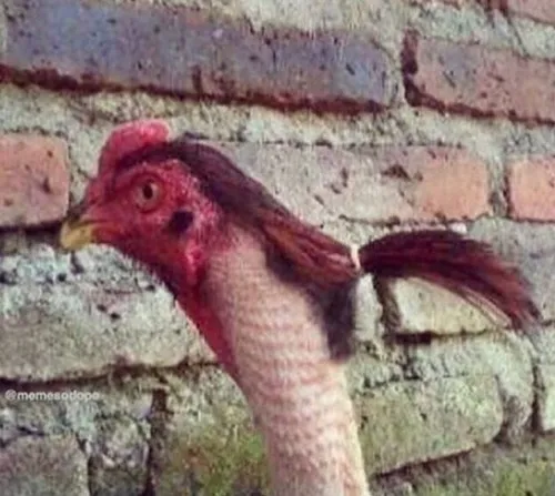 Gà meme ngầu lòi