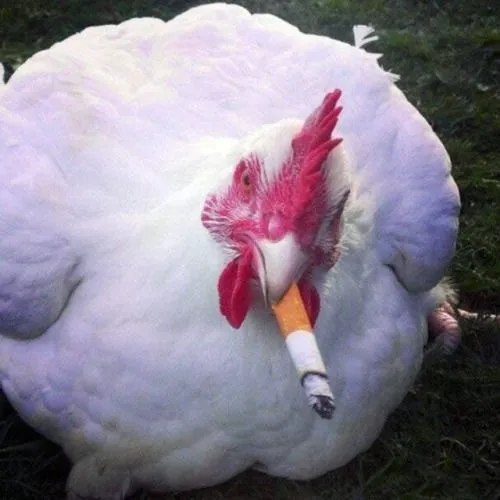 Gà meme hài hước