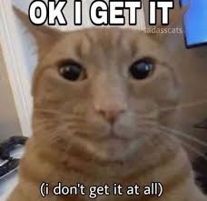 Raccoon confused meme