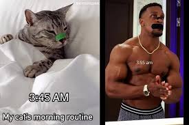 Cat morning routine Ashton Hall meme