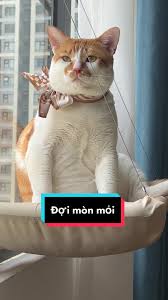 Con Mèo Cổ Dài Đợi Giao Hàng - Meme Chờ Dài Cổ