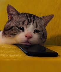 Khám phá 99+ hình ảnh meme chờ đợi cute, hài hước nhất - 999+ Hình ảnh chibi cute đẹp, hot trend làm avatar, hình nền