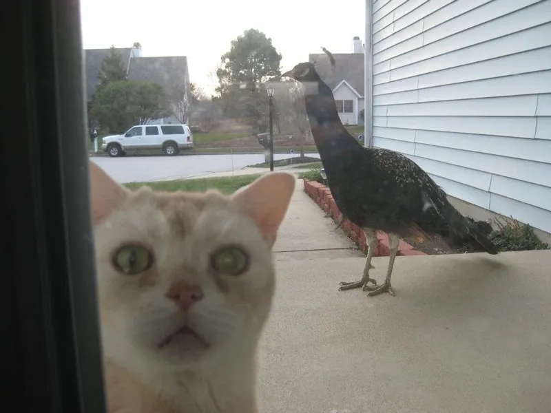 Let me in meme vui nhộn