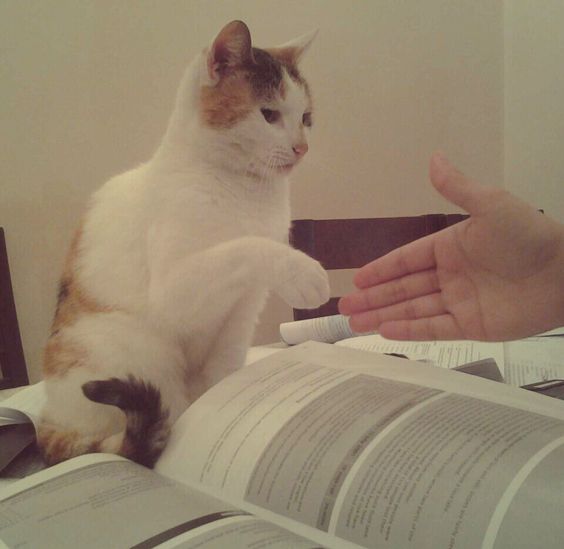 Bắt tay – TVMeme