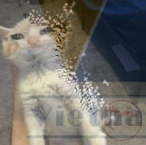 Bộ sưu tập meme biến mất nhanh chóng khiến cư dân mạng bật cười