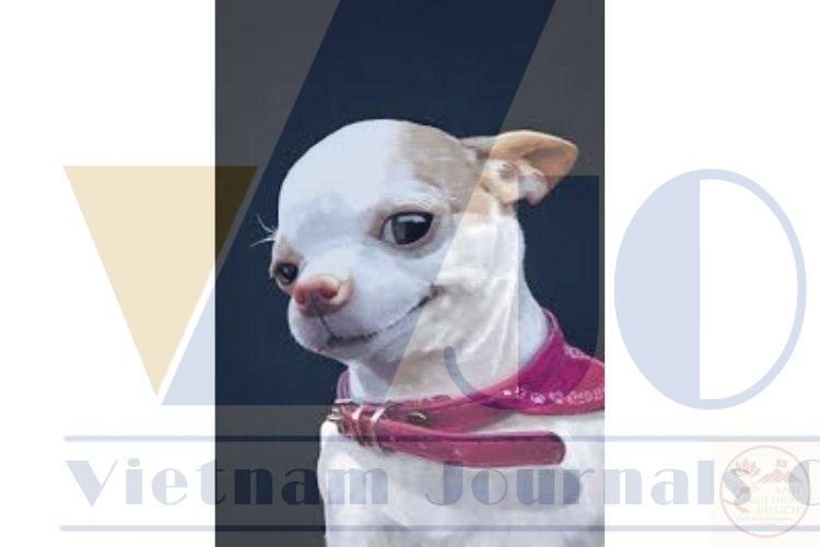 Meme tan biến khiến người xem liên tưởng đến cảnh phim huyền ảo