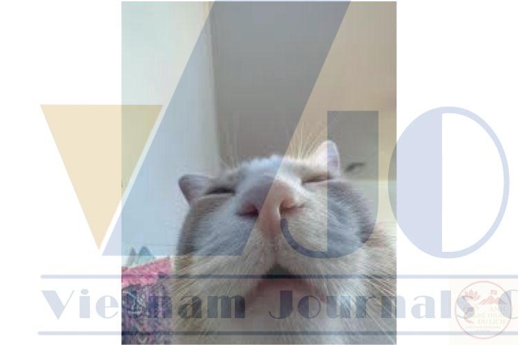 Bộ ảnh meme tan biến độc lạ nhanh chóng thu hút sự quan tâm lớn