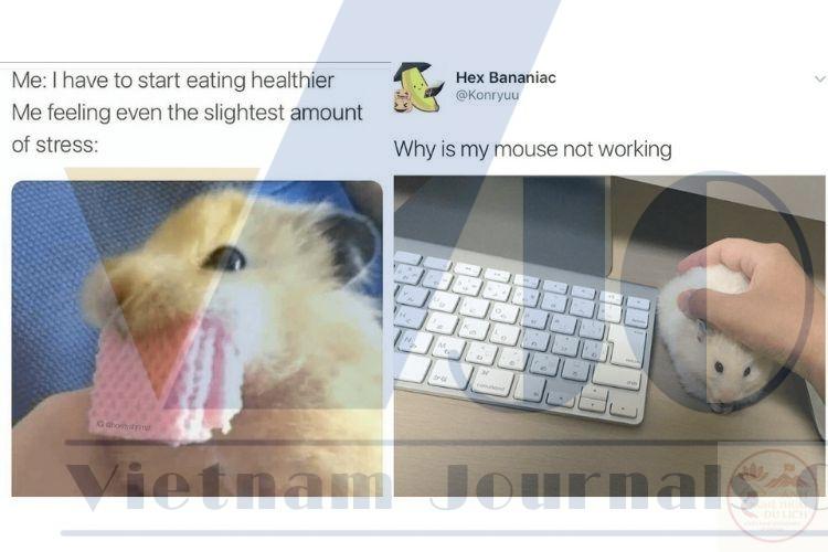 Bộ ảnh meme biến mất độc đáo đem lại trải nghiệm giải trí thú vị