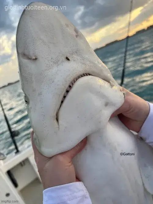 Meme bóp cổ trêu bạn