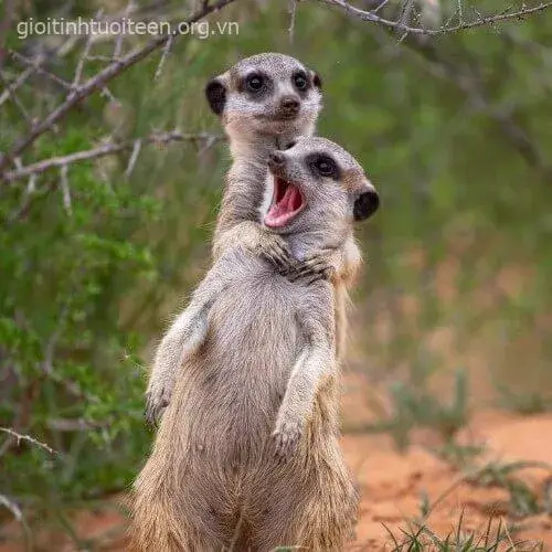 Meme bóp cổ tức giận