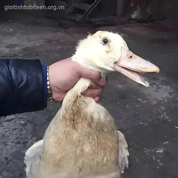 Meme bóp cổ vịt