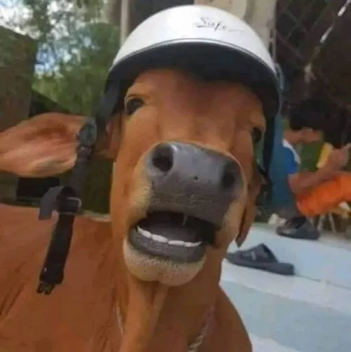 Meme cáo đỏ crush