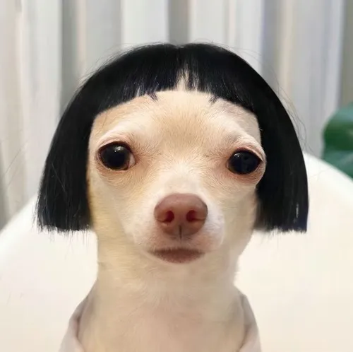 Meme chó husky