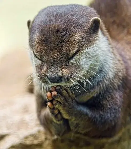 Meme rái cá chắp tay cầu nguyện