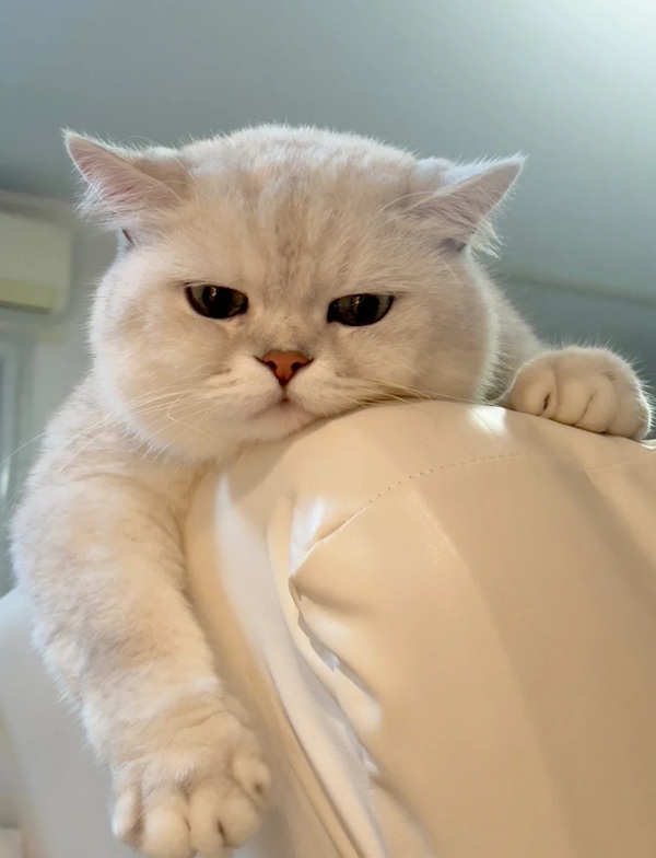 Meme chán không buồn nói