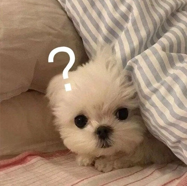 Meme chó con hỏi chấm