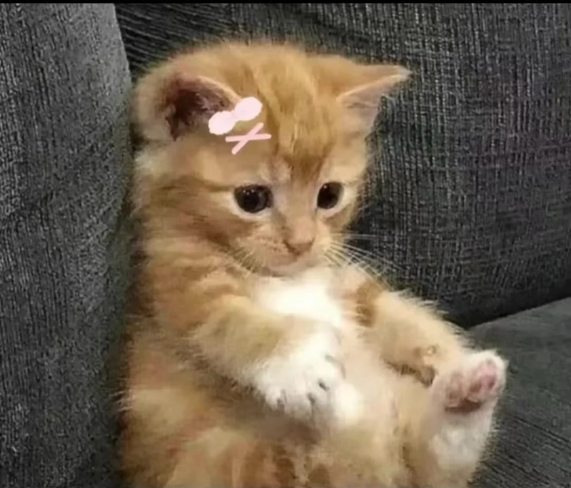 Tổng Hợp 104+ Meme Chờ Đợi Hot Nhất MXH