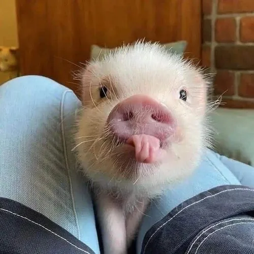 Meme heo giảm cân