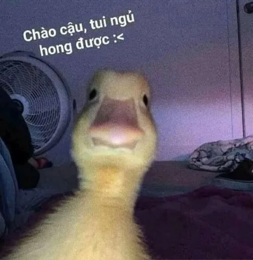 Vịt troll bạn bè