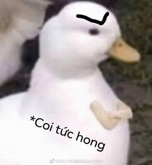 Vịt troll lưu
