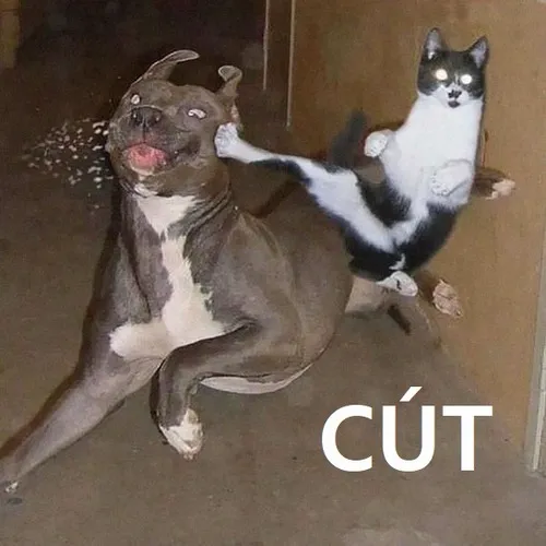 Meme cút né ra