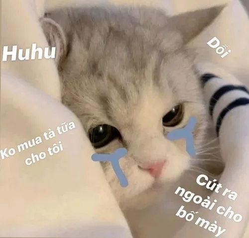 Meme cút biến lẹ