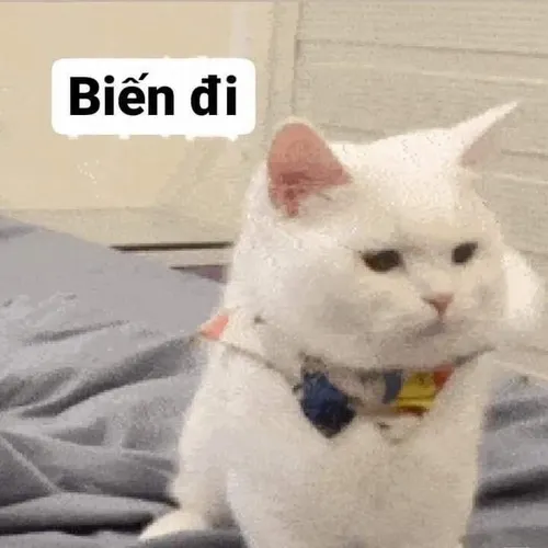 Meme cút biểu tượng phũ