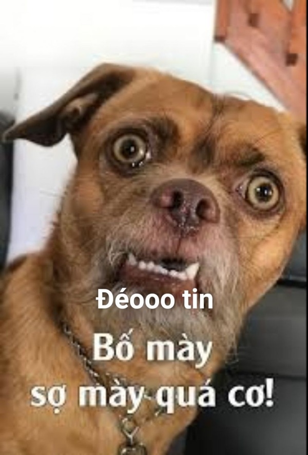 Meme đéo tin viral