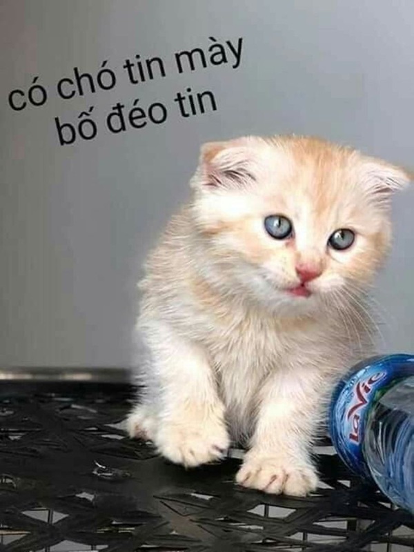 Meme đéo tin template