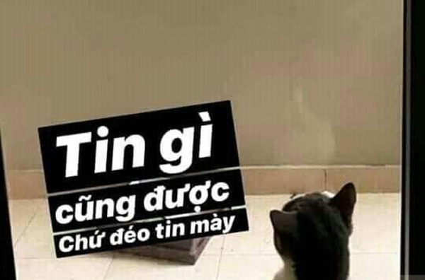 Meme đéo tin 39