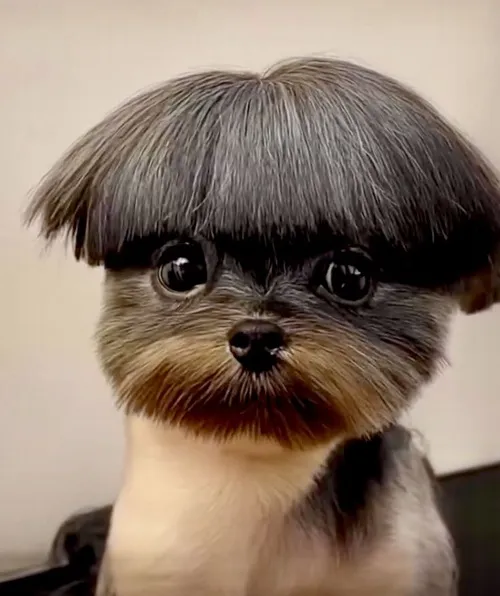 Meme ngựa thiền