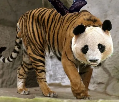 Meme ngỗng la hét