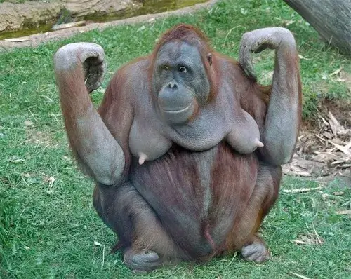 Meme khỉ đột thiền