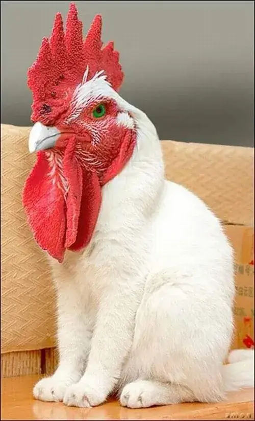 Meme chim cánh cụt