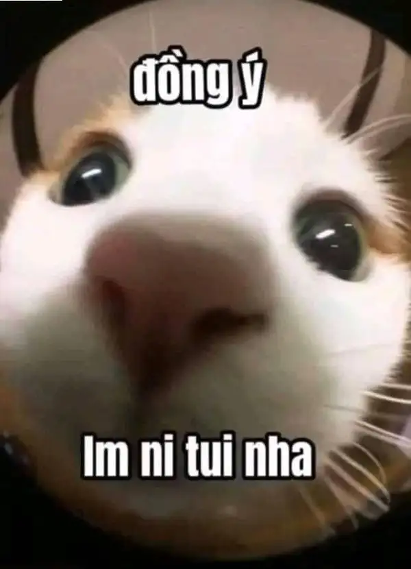 Meme đồng ý cute