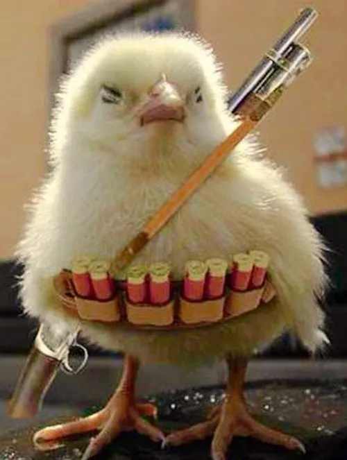 Gà meme dễ thương