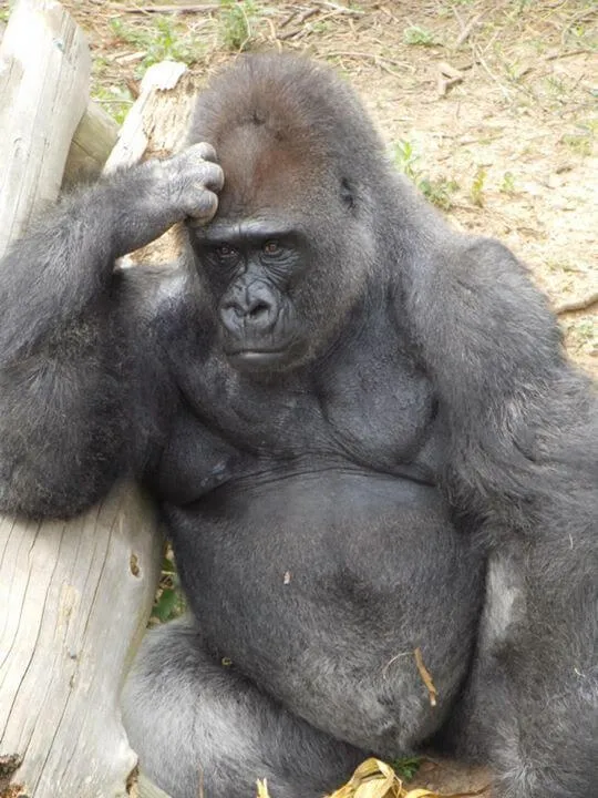 Meme gãi đầu portrait