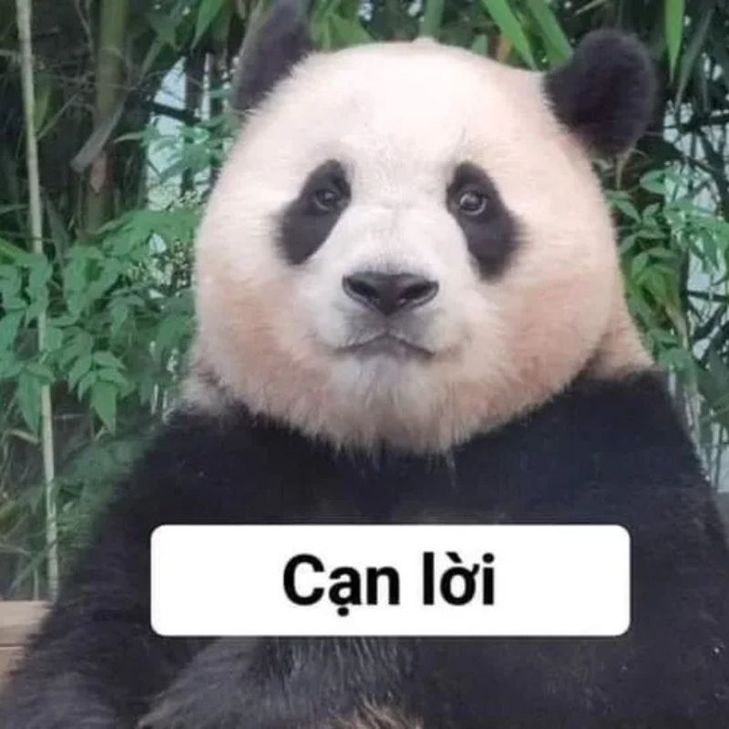 Meme gấu trúc cạn lời