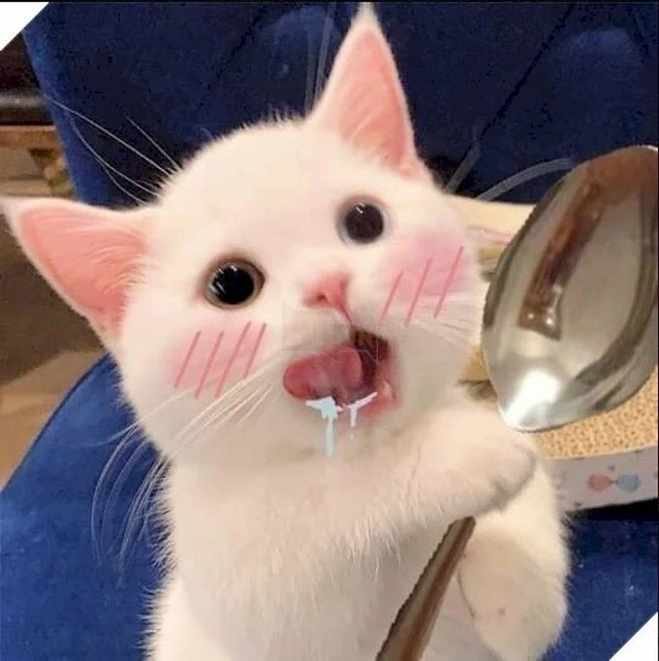 Khó đỡ cực mạnh với mèo há miệng meme biểu cảm ngơ ngác