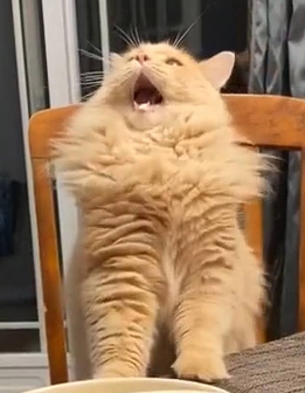 Combo hình ảnh meme há miệng cho mọi cảm xúc