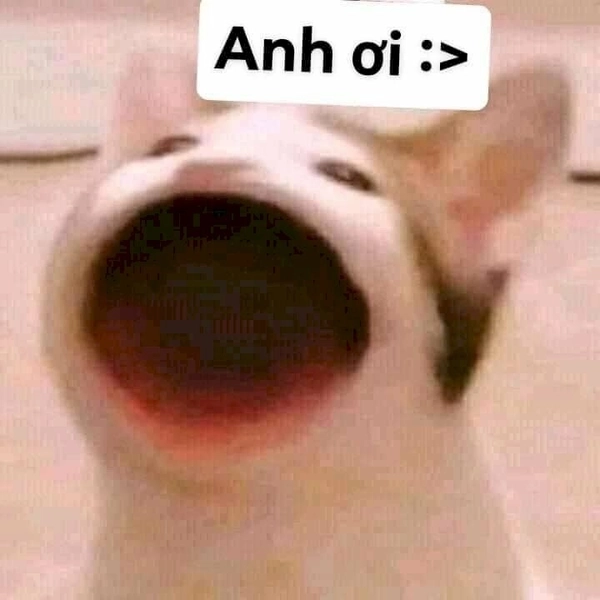 Mở kho ảnh mèo meme há miệng hot trend