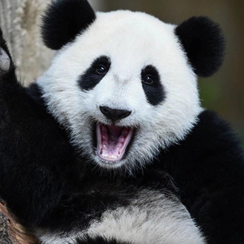 Meme gấu trúc há mồm cực kỳ dễ thương và vui nhộn, xem ngay để không bỏ lỡ