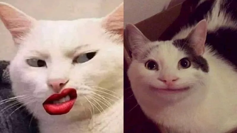 100+ ảnh meme hài hước, vui nhộn