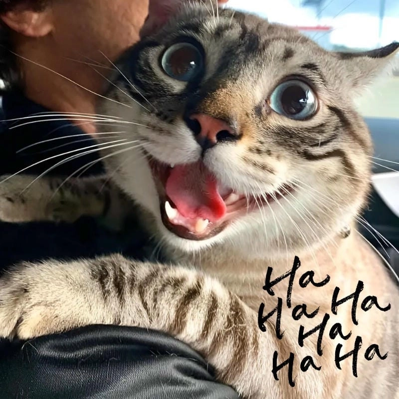 Hình meme hehe chế