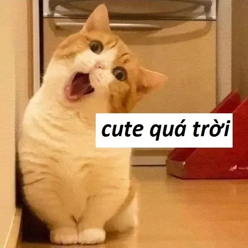 Meme khen cute quá trời