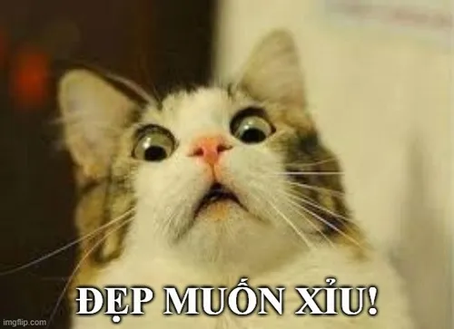 Meme mèo khen dễ thương